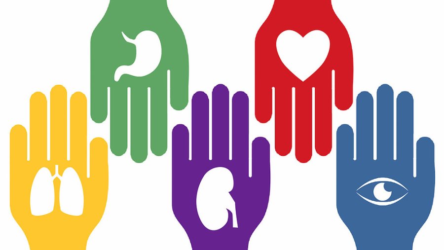 FOTO INTERNET D&Iacute;A NACIONAL DE LA DONACI&Oacute;N DE &Oacute;RGANOS. Se celebra cada 30 de mayo desde 1997