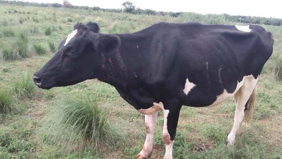 Foto Sociedad Rural de Rafaela