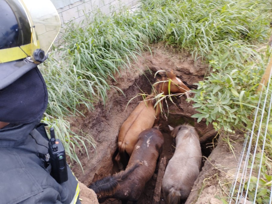 Los tres equinos fueron extraidos con el uso de una retroexcavadora.