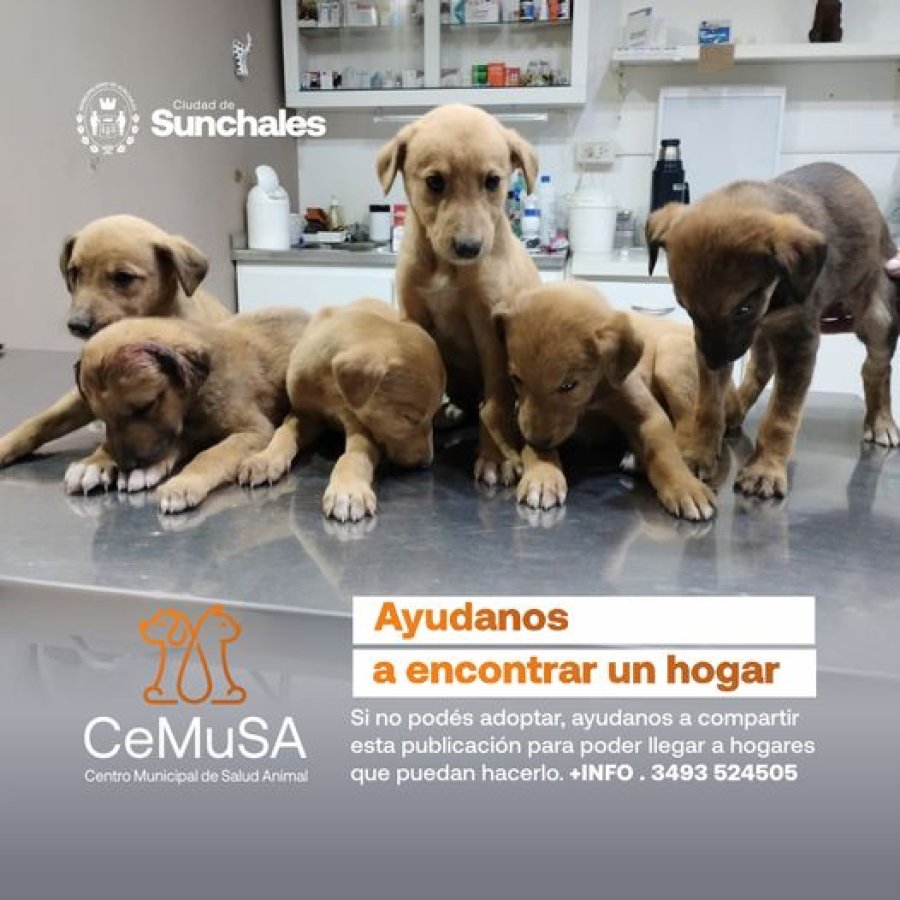 Los canes que esperan incorporarse a una familia humana.