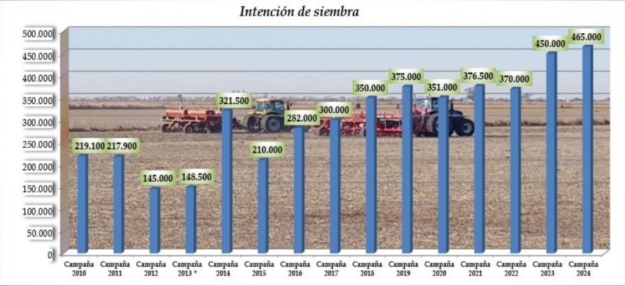 CRECIMIENTO. Será la superficie de trigo más importante de las últimas 14 campañas.