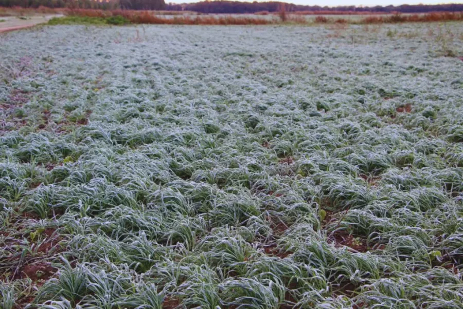 REGISTROS. Esta semana las heladas dijeron "presente" en la región, con registros de entre - 3° y - 4°.