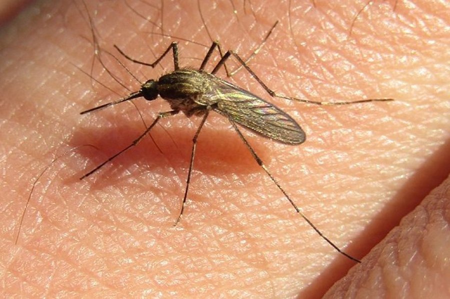 AEDES ALBIFASCIATUS. Se trata de un mosquito "silvestre" y su especie est&aacute; distribuida en distintas regiones del pa&iacute;s.