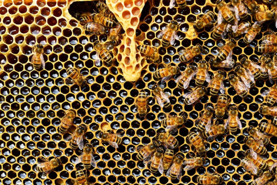 Abejas: indispensables para la biodiversidad.