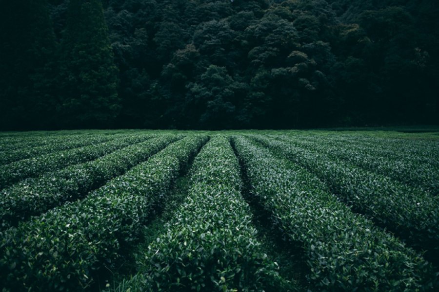 El t&eacute; ofrece numerosos beneficios para la salud.