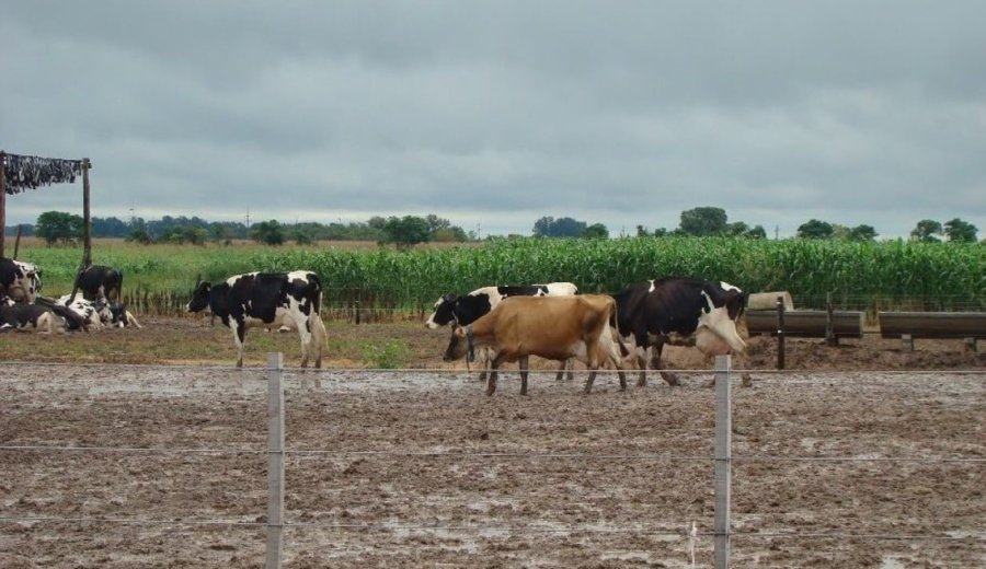 UPLI. El tambo que desarrolló desde los años 80 el sistema lechero con cruzamiento de razas, liquida su rodeo.