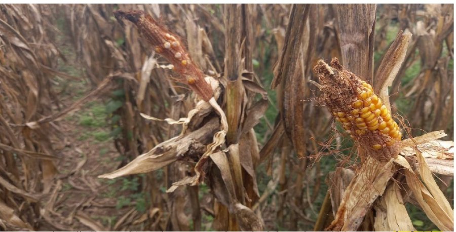 DAÑOS. Los lotes con maíz tardío revelan el tremendo impacto por Spiroplasma