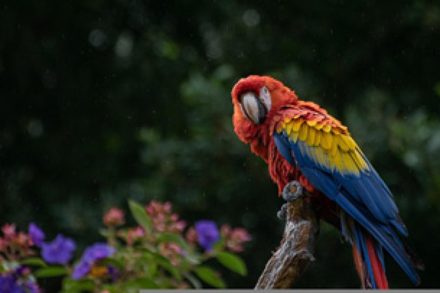 Se busca el conocimiento y la protecci&oacute;n de estas aves.