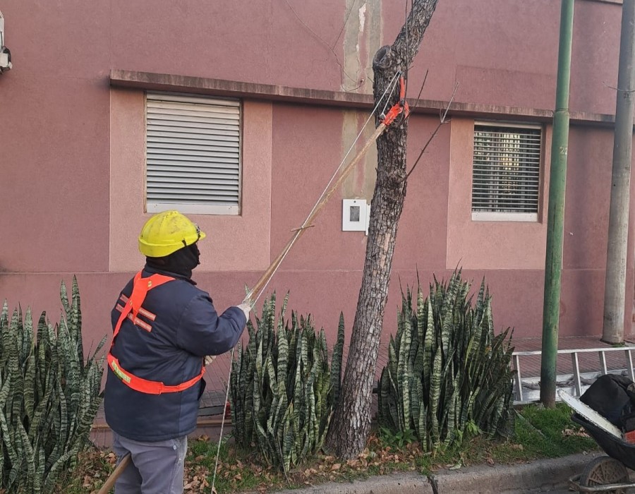 Trabajo de poda en diferentes sectores de la ciudad.