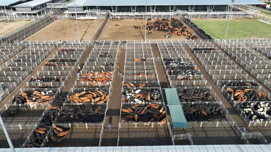 CAÑUELAS. El mercado concentrador sufrió una leve retracción de precios.