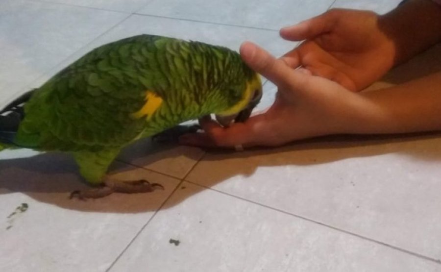 La v&iacute;ctima trata de recuperar un ave similar.