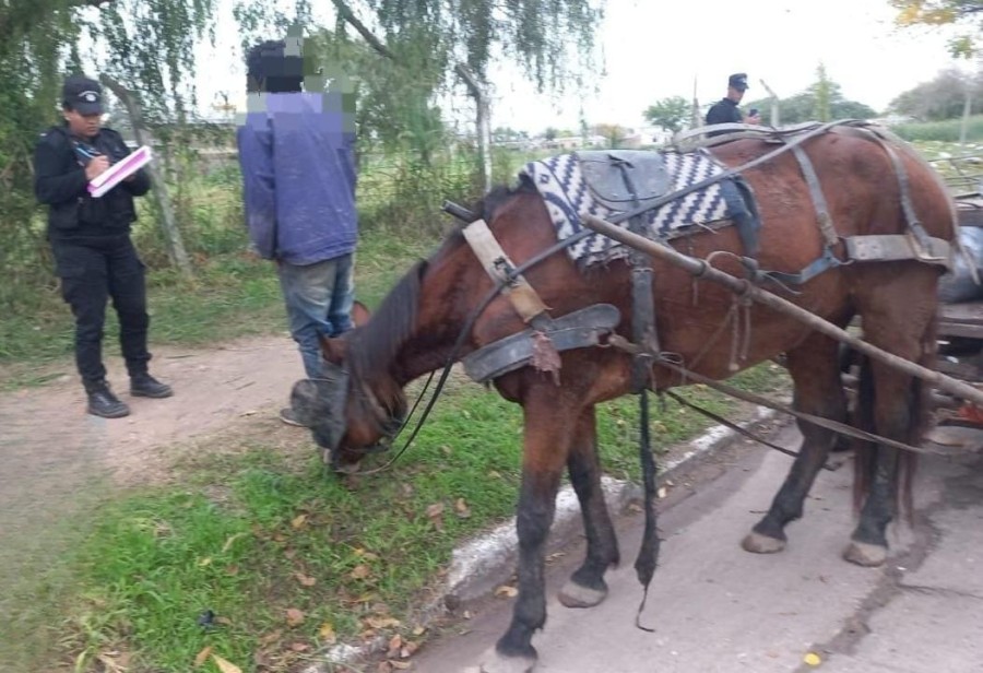 También actúan en denuncias por maltrato animal.