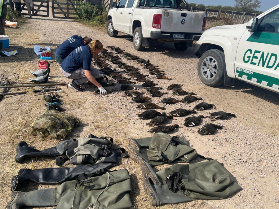 Fue en un operativo conjunto realizado por inspectores de fauna del Ministerio de Ambiente y Cambio Climático junto al personal de la Gendarmería Nacional Argentina.