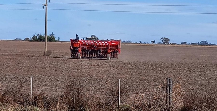 RASTROJO. Sobre los campos que deja la soja, avanza la implantación de trigo.