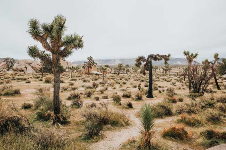 Hay desiertos naturales donde existe mucha biodiversidad y son sostenibles.
