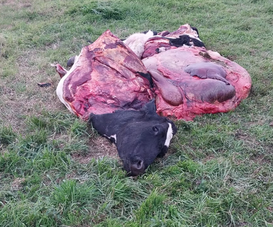 IMPOTENCIA. Una postal que se repite en la cuenca: el abigeato es el delito más común.