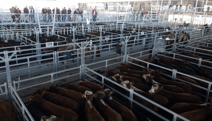 MERCADO. El nivel de oferta es lo que mantiene planchado el precio de la hacienda en pie.