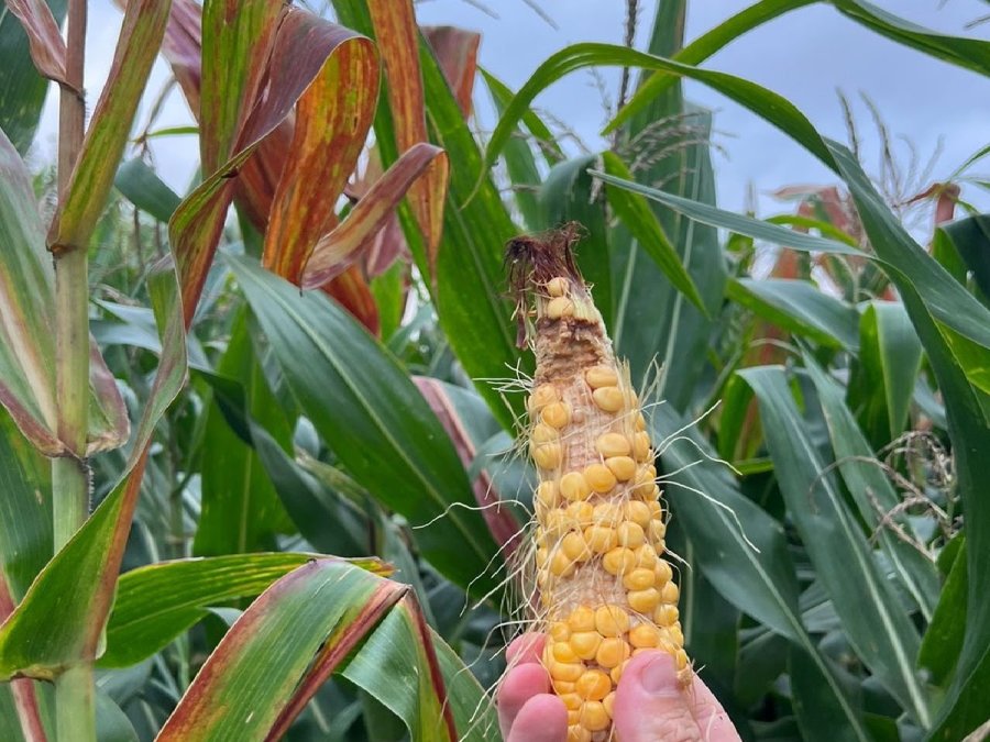 TEMOR. El impacto en esta campaña fue muy severo en la siembra tardía.