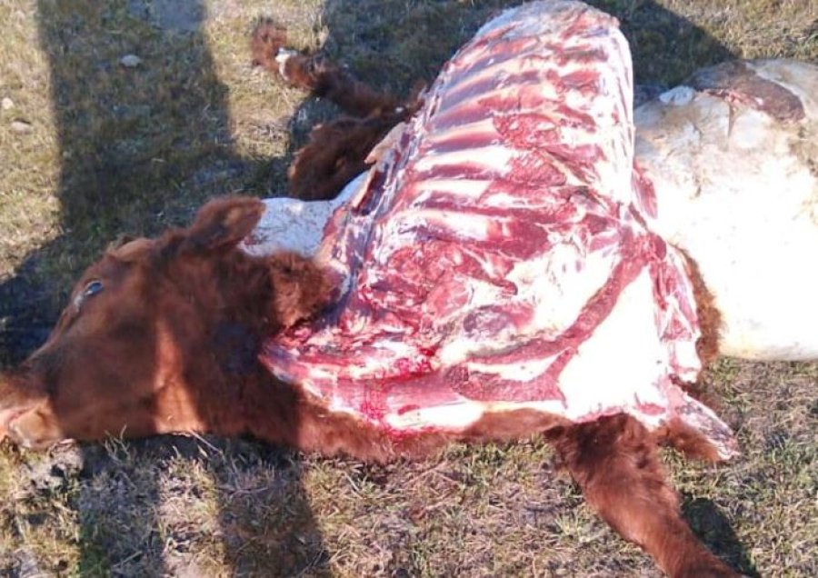 El cuatrerismo en auge: aumentan las faenas clandestinas y otras modalidades de delitos rurales en toda la región.