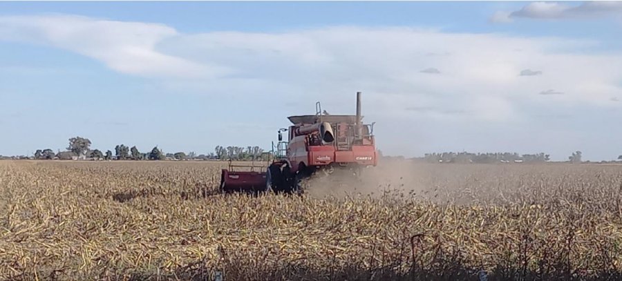 TARDÍO. La oveja negra de la campaña fue el cereal de siembras tardías, por efecto de la chicharrita.