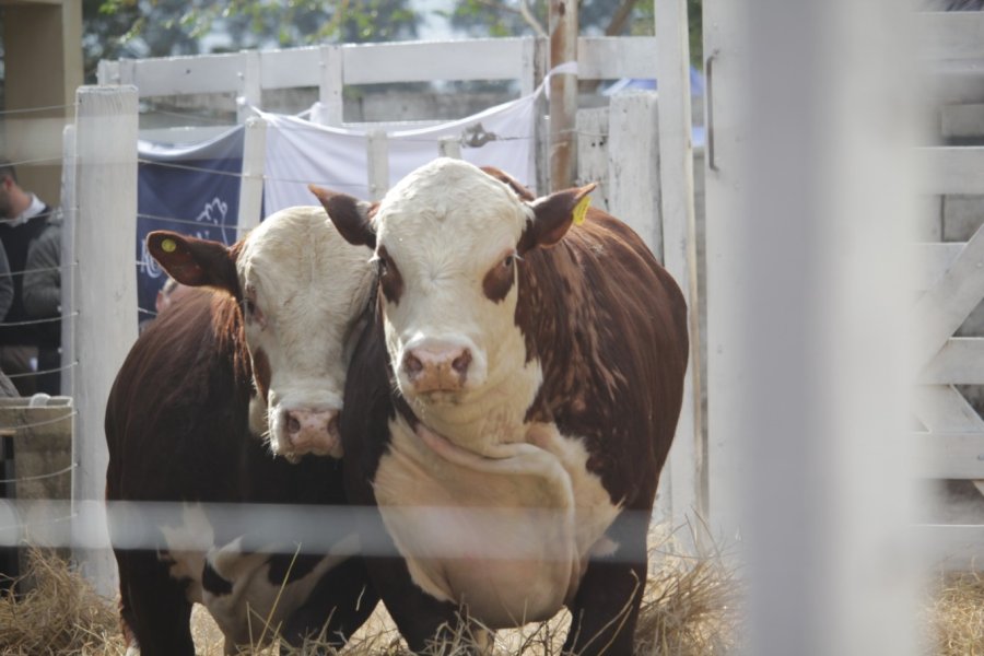 CALIDAD. Las mejores razas carniceras pondrán en el ring de ventas sus mejores ejemplares.