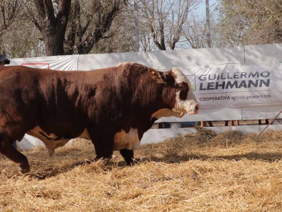 REMATE. La jornada se extendi&oacute; por m&aacute;s de 4 horas y cont&oacute; con la participaci&oacute;n de m&aacute;s de 20 caba&ntilde;as de renombre.