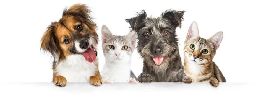 Jornada de castraciones para felinos y caninos.
