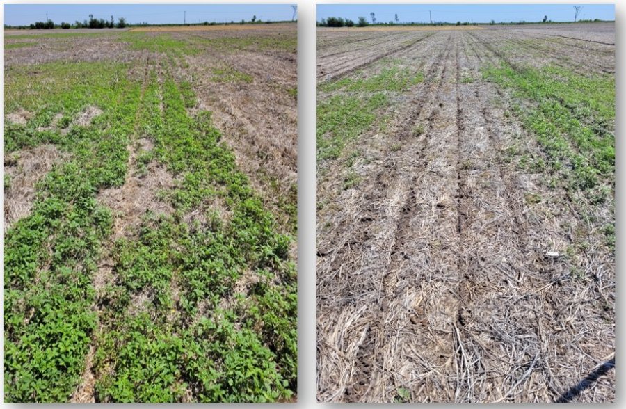 EFECTIVIDAD. Se trata de un producto banda azul capaz de fulminar las malezas resistentes.