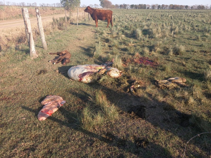 INSOSTENIBLE. Una postal recurrente en la cuenca lechera. La situación no da para más.