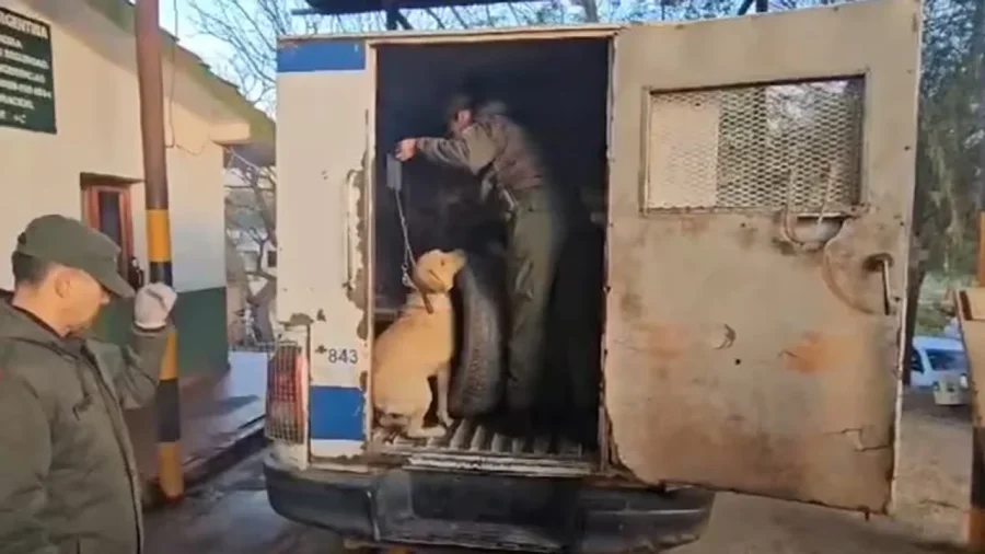 Gendarmería Nacional inspeccionando la camioneta.