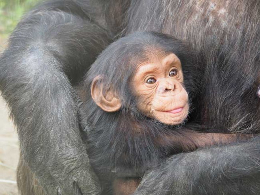 Unbebé chimpancé con su madre.