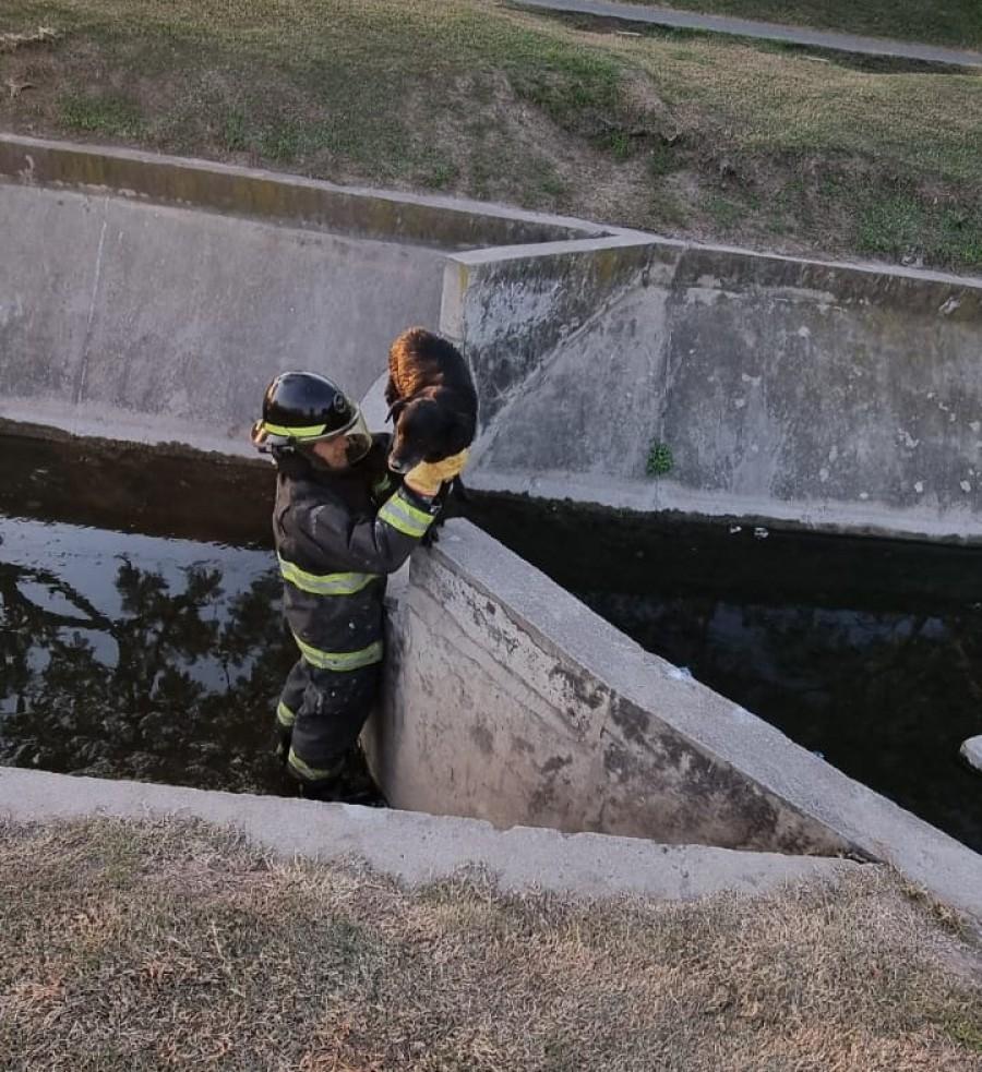 De no ser por Bomberos, el perro hubiese muerto, ya que no podía salir de la trampa mortal por sus propios medios.