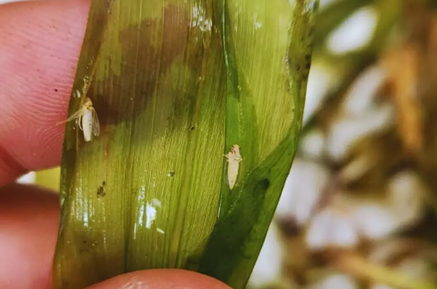 UNA BUENA. Las bajas temperaturas y las frecuentes heladas vinieron bien para combatir la plaga.