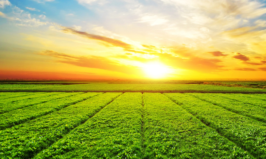 ¿SE VIENE? Todos los modelos agroclimáticos coinciden en algo: La Niña dirá "presente" en la campaña