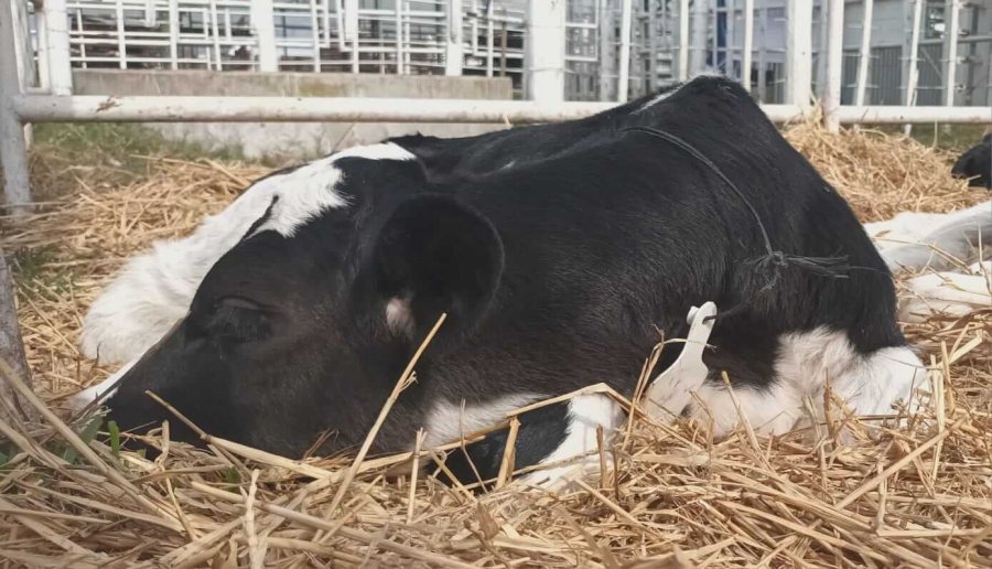 RESOLUCIÓN. Después de muchos casos, se resolvió "a medias" uno. Aparecieron los animales, pero no los culpables.