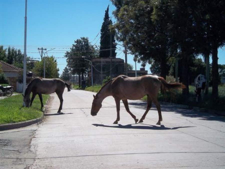 PROCEDIMIENTOS. Secuestraron 2 equinos que se encuentran en la v&iacute;a p&uacute;blica sin medidas de seguridad.
