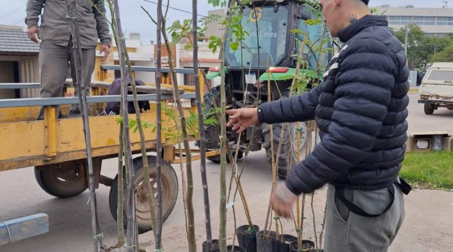 Generoso aporte para reforestar la ciudad.