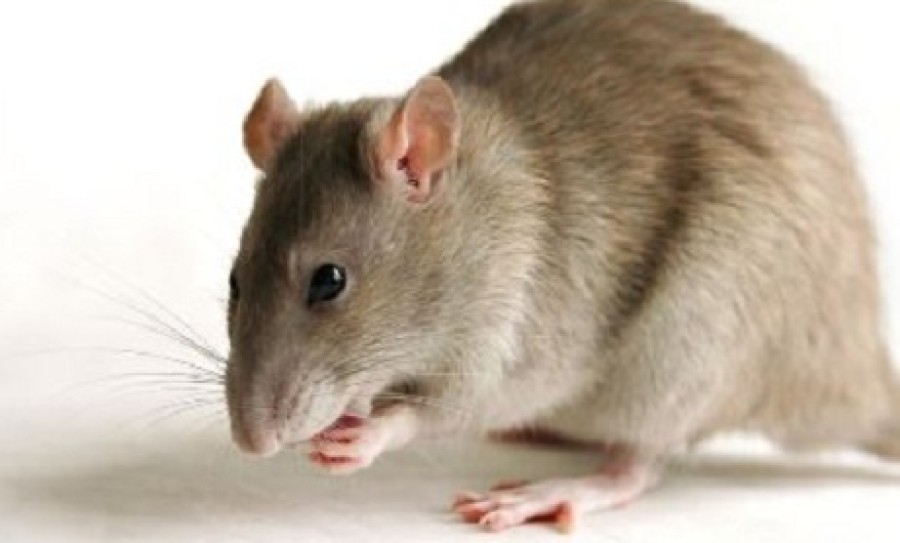 Ante la aparición de casos de leptospirosis en Rafaela, desde la Municipalidad se brindan las siguientes recomendaciones.