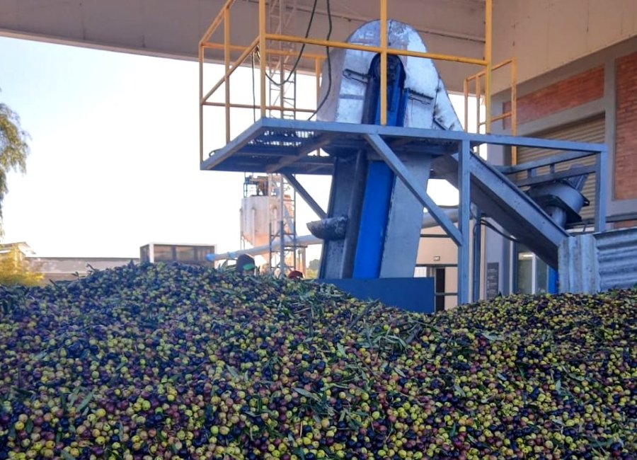 APORTE. El complejo olivícola, que incluye aceitunas de mesa y aceites, tuvo una participación destacada.