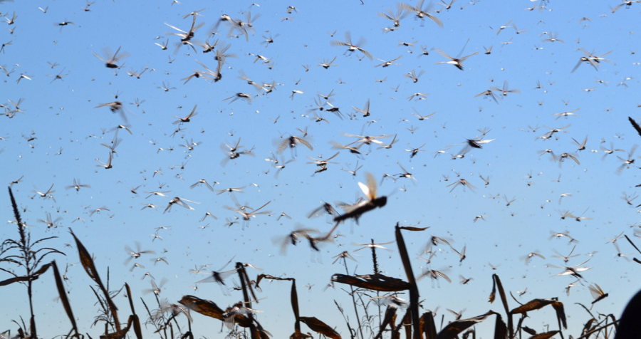 EMERGENCIA. Las langostas son plagas migratorias y transfronterizas con una capacidad de dispersión de hasta 150 km/día.