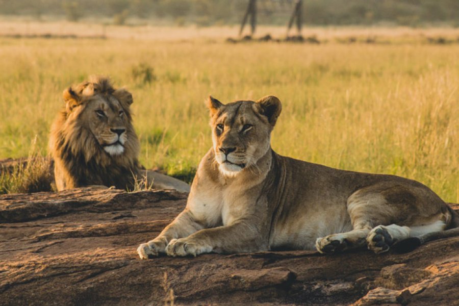 leones: un macho y una hembra en reposo.