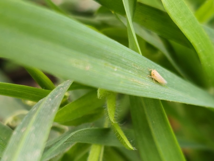 PLAGA. La Chicharrita del maíz causó enormes daños y ahora todos están con la guardia alta.