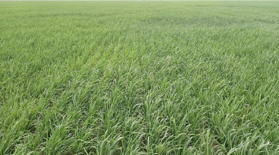 ESTADO. Así de bien se ven los trigos sembrados entre mayo y junio en la región.