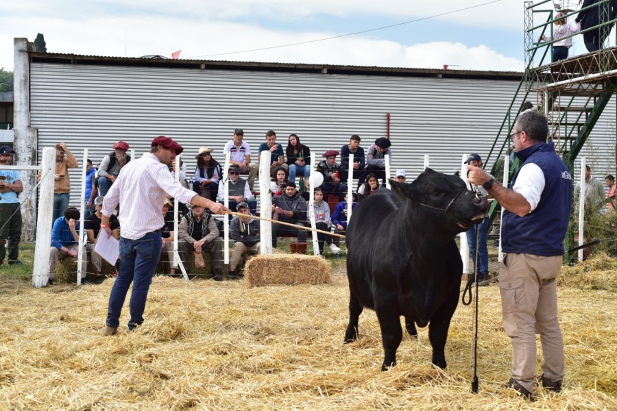 GANADERA. Es una de las plazas de la provincia más identificada con las razas carniceras.