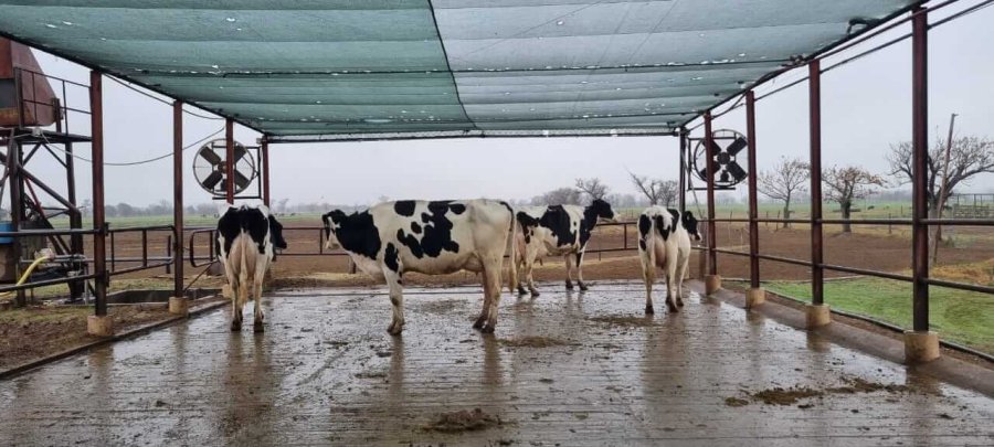 CALIDAD. El gran nivel de la hacienda exhibida realza a la competencia y a los tambos de esta cuenca.
