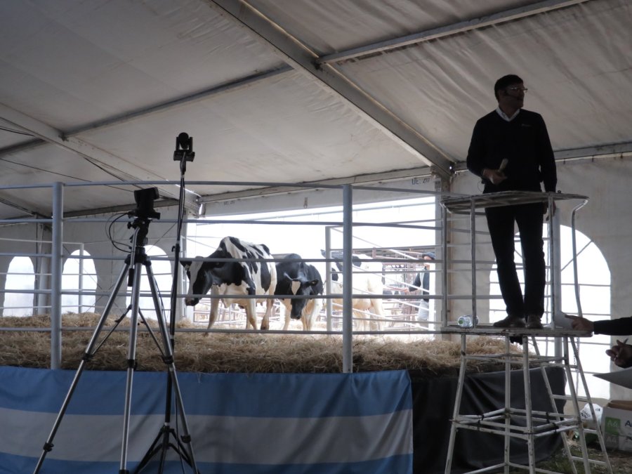 CONCURRIDO. Unas 600 personas participaron del remate que se realizó el viernes en Carlos Pellegrini.