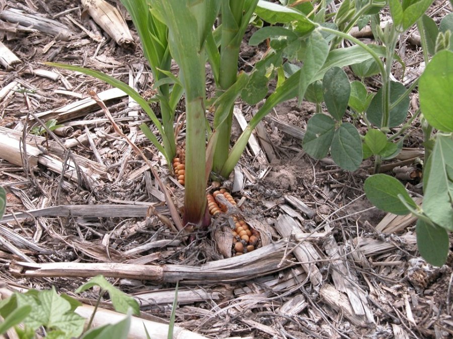 ATENCIÓN. El maíz guacho obliga a tomar recaudos para evitar la propagación de la Chicharrita.