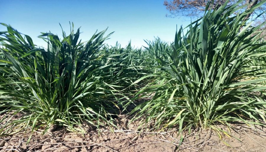 BUEN ESTADO. Los trigos en nuestra región se ven bien, aunque necesitan un poco más de agua.