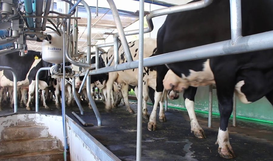 RENTABILIDAD. Los tambos argentinos han retornado a un escenario positivo, luego de la crisis de 2023.