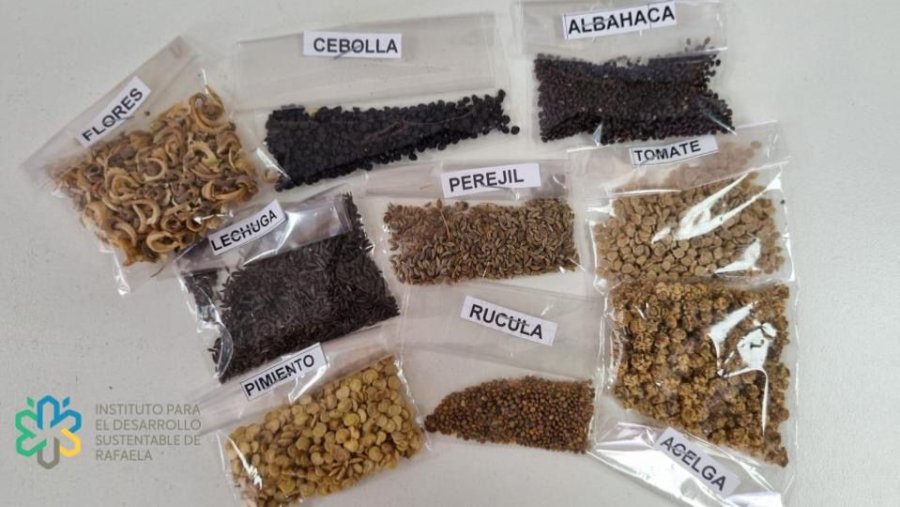 SEMILLAS AGROECOLOGICAS. El municipio local contin&uacute;a fomentando as&iacute; la producci&oacute;n de alimentos saludables de manera sostenible.